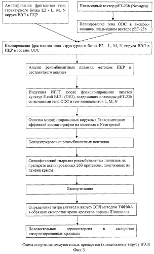 Способ получения иммуногенных препаратов с помощью протеасомной системы, предназначенный для разработки средств профилактики вирусных инфекционных заболеваний (патент 2279290)