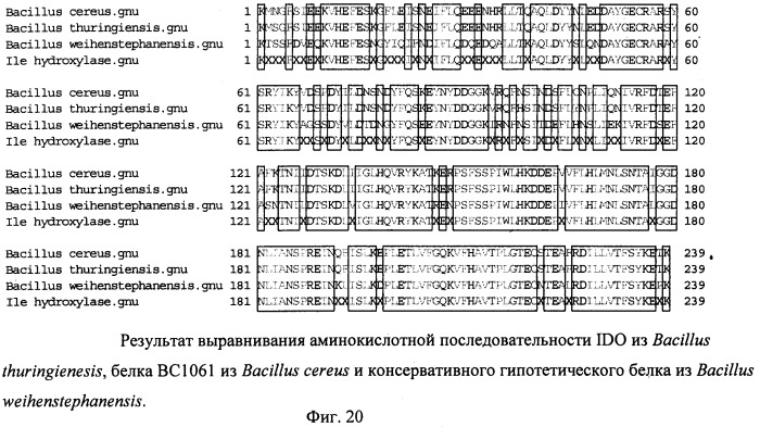 Способ продукции 4-гидрокси-l-изолейцина (патент 2402608)