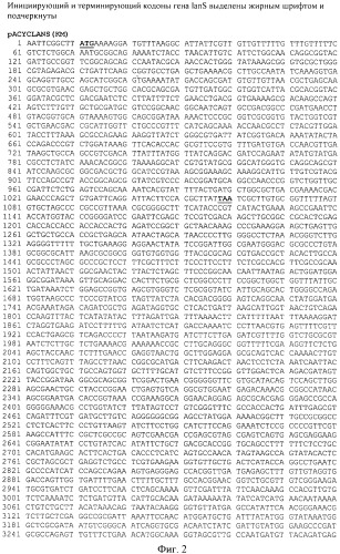 Рекомбинантная плазмидная днк pacyc-lans(km), штамм escherichia coli bl21(de3), трансформированный рекомбинантной днк pacyc-lans(km), и способ получения рекомбинантной l-аспарагиназы erwinia carotovora (патент 2441916)