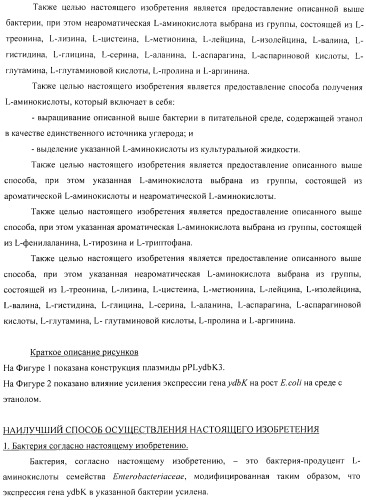 Способ получения l-аминокислоты с использованием бактерии, принадлежащей к роду escherichia (патент 2395579)