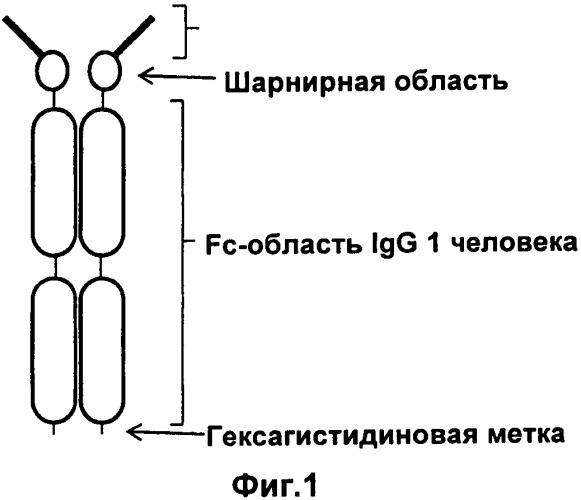 Pscaxcd3, cd19xcd3, c-metxcd3, эндосиалинxcd3, epcamxcd3, igf-1rxcd3 или fap-альфаxcd3 биспецифическое одноцепочечное антитело с межвидовой специфичностью (патент 2547600)