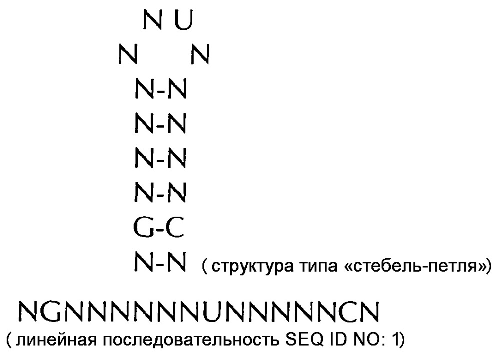 Нуклеиновая кислота, содержащая или кодирующая гистоновую структуру типа"стебель-петля" и поли(а)-последовательность или сигнал полиаденилирования, для увеличения экспрессии кодируемого опухолевого антигена (патент 2650795)