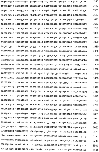 Бактериофаг, обладающий активностью против pseudomonas aeruginosa, белки бактериофага и способы их применения (патент 2580248)
