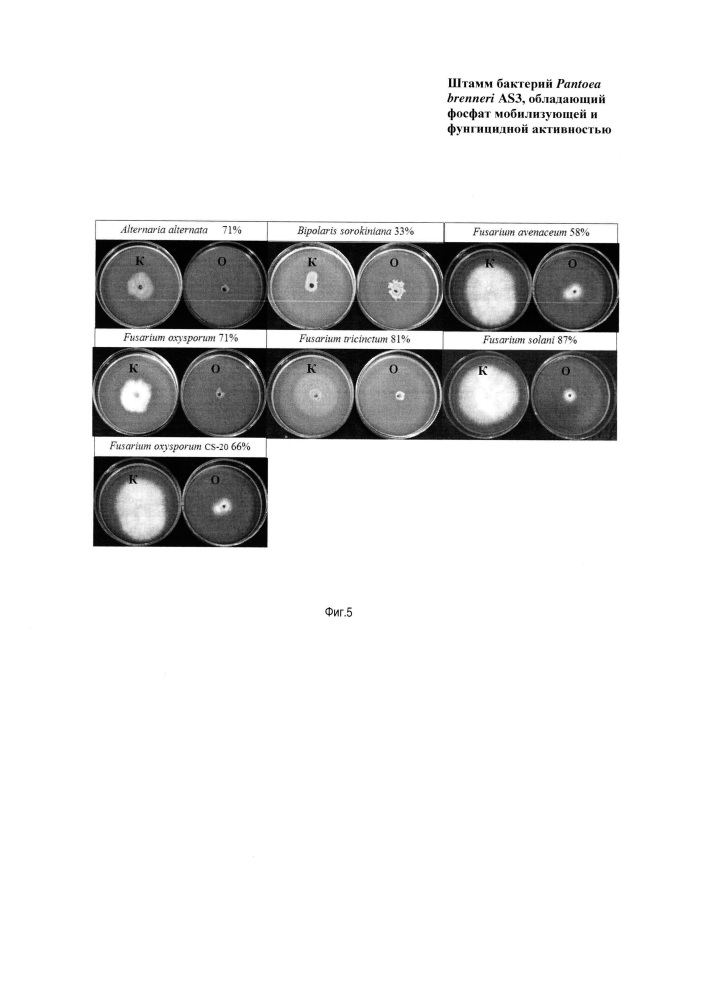 Штамм бактерий pantoea brenneri, обладающий фосфатмобилизующей и фунгицидной активностью (патент 2654595)