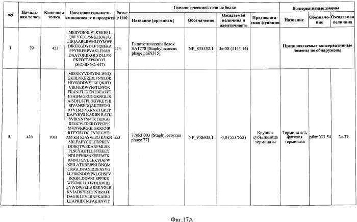 Бактериофаг, обладающий активностью против pseudomonas aeruginosa, белки бактериофага и способы их применения (патент 2580248)