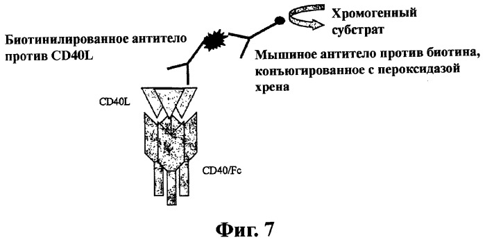 Моновалентные композиции для связывания cd40l и способы их применения (патент 2364420)