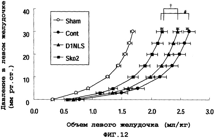 Способ пролиферации кардиомиоцитов (патент 2378375)
