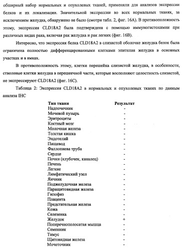 Моноклональные антитела к клаудину-18 для лечения рака (патент 2445319)