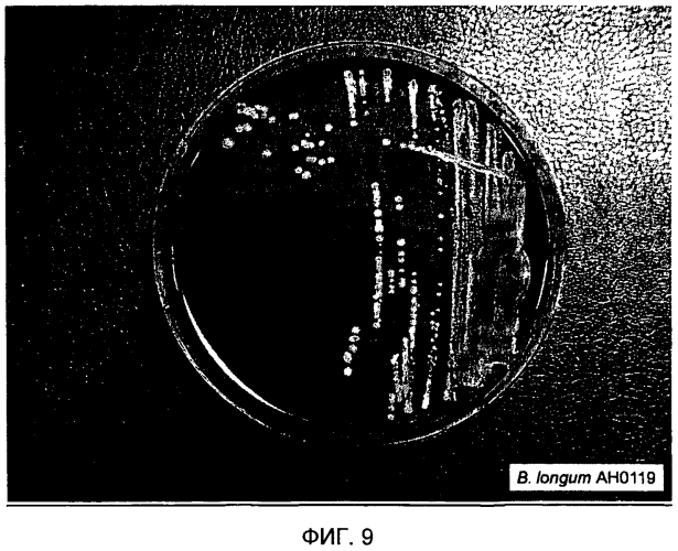 Пробиотическая бифидобактерия bifidobacterium longum (патент 2570557)