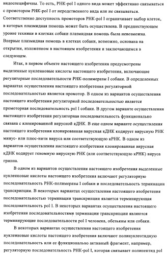 Способы и композиции для экспрессии антисмысловой вирусной рнк в клетках собаки (патент 2457250)