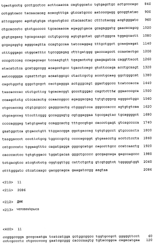 Р185neu-кодирующая днк и ее терапевтические применения (патент 2350652)