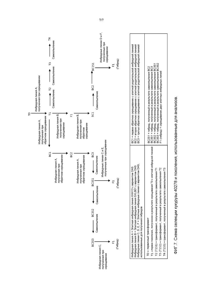 Событие das-40278-9 aad-1, родственные линии трансгенной кукурузы и их событие-специфическая идентификация (патент 2614120)