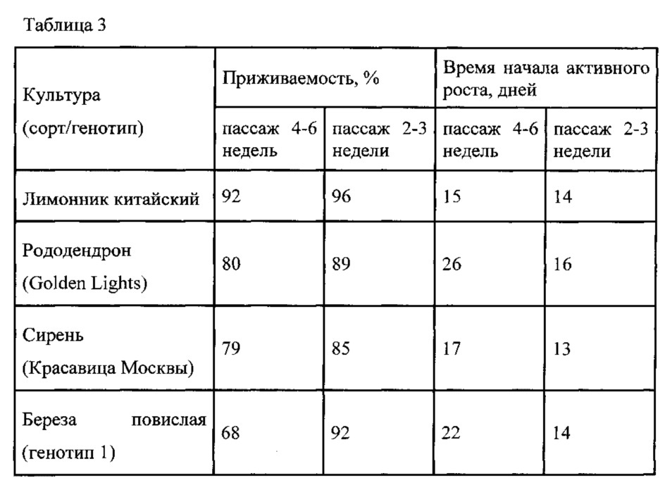 Способ повышения эффективности культивирования in vitro березы повислой, лимонника китайского, рододендрона и сирени (патент 2619177)