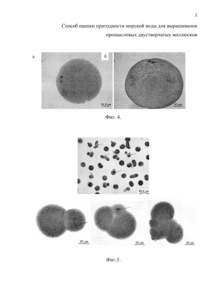 Способ оценки пригодности морской воды для выращивания промысловых двустворчатых моллюсков (патент 2652271)