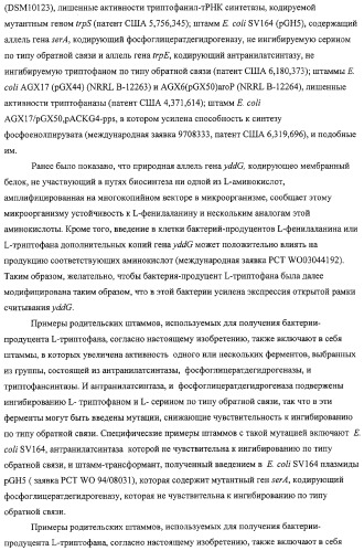 Способ получения l-аминокислот с использованием бактерии, принадлежащей к роду escherichia, в которой разрушен путь биосинтеза гликогена (патент 2315809)
