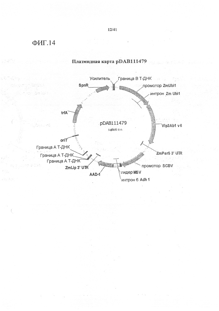 Синтетические транзитные пептиды хлоропласта из brassica (патент 2636035)