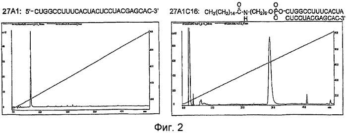 Модифицированная липидом двухцепочечная рнк, обладающая эффектом рнк-интерференции (патент 2489167)