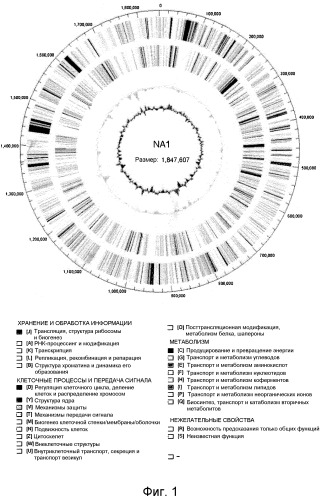 Новые гидрогеназы, выделенные из thermococcus spp., гены, кодирующие эти гидрогеназы, и способы продуцирования водорода с использованием микроорганизмов, содержащих указанные гены (патент 2499831)