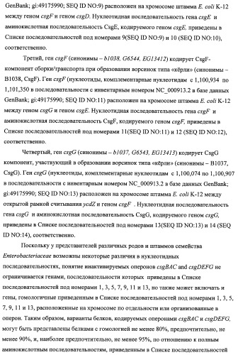 Способ получения l-треонина с использованием бактерии, принадлежащей к роду escherichia, модифицированной таким образом, что в ней нарушена способность к образованию ворсинок типа &quot;керли&quot; (патент 2338782)