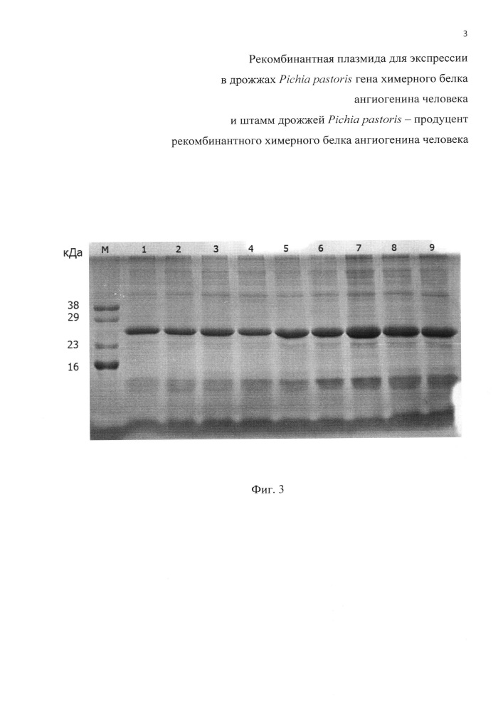 Рекомбинантная плазмида для экспрессии в дрожжах pichia pastoris гена химерного белка ангиогенина человека и штамм дрожжей pichia pastoris - продуцент рекомбинантного химерного белка ангиогенина человека (патент 2658758)