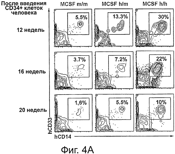 Гуманизированные m-csf мыши (патент 2577978)