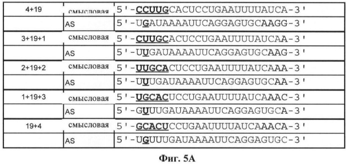 Новые структуры малых интерферирующих рнк (sirna) (патент 2487716)