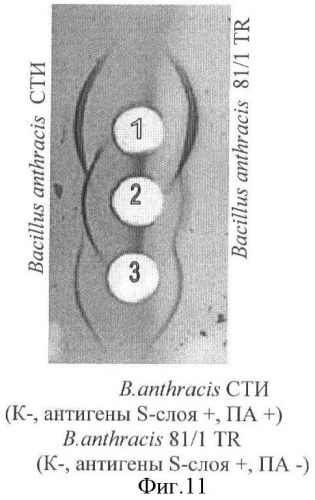 Способ идентификации bacillus anthracis с дифференциацией штаммов по продукции капсулы, протективного антигена и антигенов s-слоя (патент 2376385)