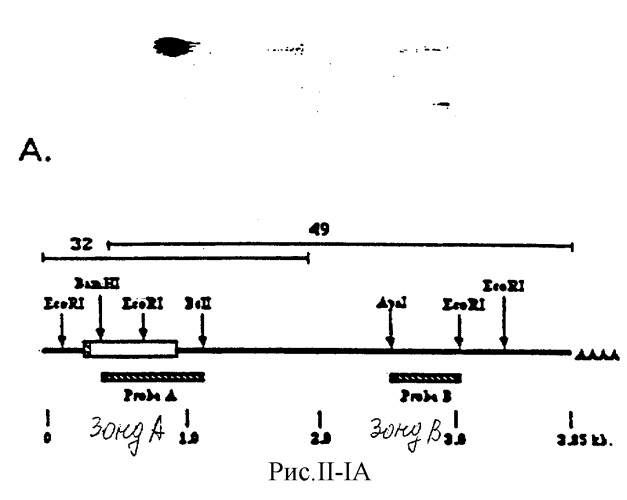 Выделенный белок фактора роста кератиноцита (kgf), рекомбинантная молекула днк, вектор, способ конструирования клетки-хозяина, способ получения белка, фармацевтическая композиция (патент 2250213)