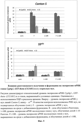 Способ оценки фармакологических и токсикологических свойств веществ - радио-, токсикопротекторов и радио-, токсикосенсибилизаторов (патент 2534822)