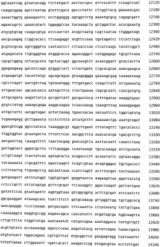 Бактериофаг, обладающий активностью против pseudomonas aeruginosa, белки бактериофага и способы их применения (патент 2580248)