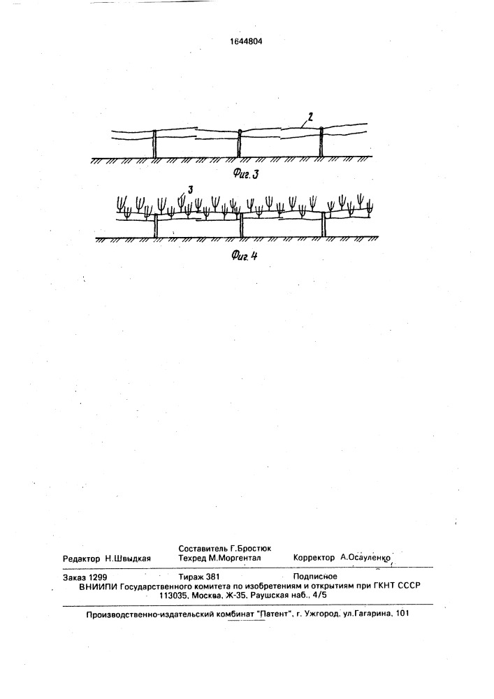 Способ формирования деревьев маточно-черенкового сада (патент 1644804)