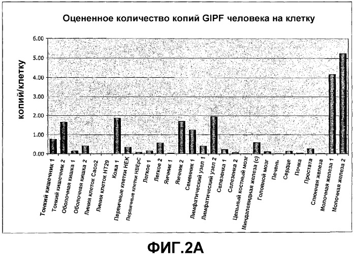 Желудочно-кишечный пролиферативный фактор и его применения (патент 2343158)