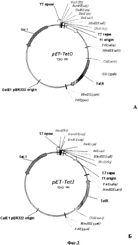 Рекомбинантная плазмида pettvdao2, обеспечивающая синтез оксидазы d-аминокислот (dao) дрожжей trigonopsis variabilis в клетках escherichia coli и рекомбинантный штамм escherichia coli c41(de3)/pettvdao2 - продуцент dao (патент 2310687)