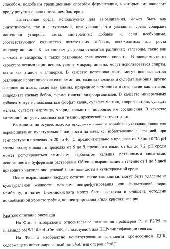 Способ получения l-треонина или l-аргинина с использованием бактерии, принадлежащей к роду escherichia, в которой инактивирован ген chac или оперон chabc (патент 2392327)