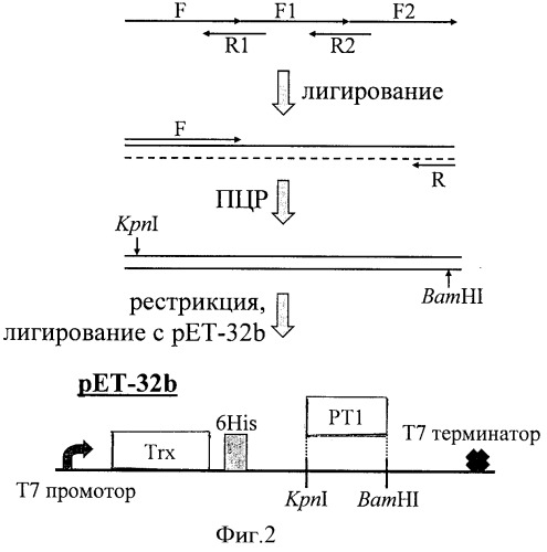 Пептидный модулятор пуринергических рецепторов (патент 2422459)