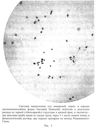 Способ стандартизации контрольно-производственного штамма бактерий pasteurella multocida (патент 2445367)