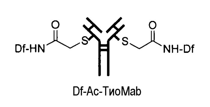 Конъюгаты меченных радиоактивным цирконием сконструированных антител с цистеиновыми заменами (патент 2562862)
