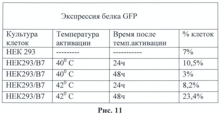 Вектор экспрессии для трансгенного введения в клетки и ткани млекопитающих с регулируемым невирусным промотором (патент 2495128)