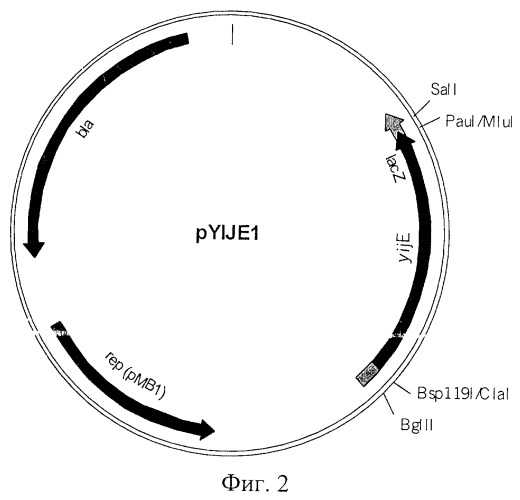 Способ получения инозина и 5&#39;-инозиновой кислоты, штамм escherichia coli - продуцент инозина (патент 2244003)