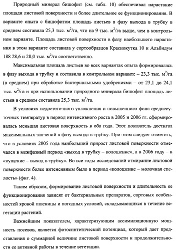 Способ возделывания яровой пшеницы предпочтительно в зоне светло-каштановых почв нижнего поволжья (варианты) (патент 2348137)