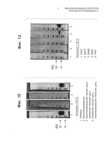 Моноклональное антитело против интерлейкина-31 (патент 2588462)