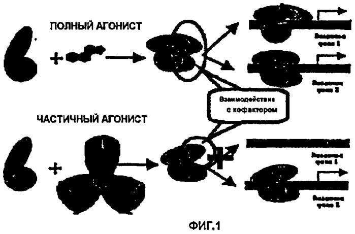 Модуляторы ppar (патент 2449999)