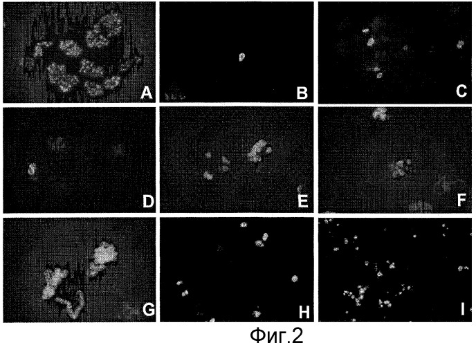 Способы in vitro для создания и поддержания линий растительных клеток в виде отдельных клеток в суспензии с интактными клеточными стенками и их трансформации (патент 2451744)