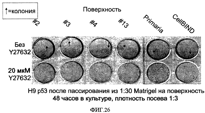 Способы, поверхностно-модифицированные носители и композиции для иммобилизации, культивирования и открепления клеток (патент 2551772)