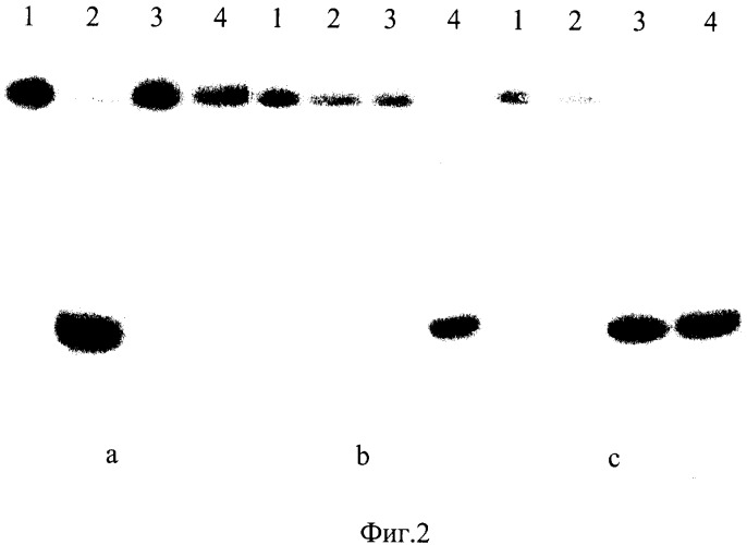 Штамм бактерий glacial ice bacterium - продуцент сайт-специфической эндонуклеазы glu i (патент 2322492)