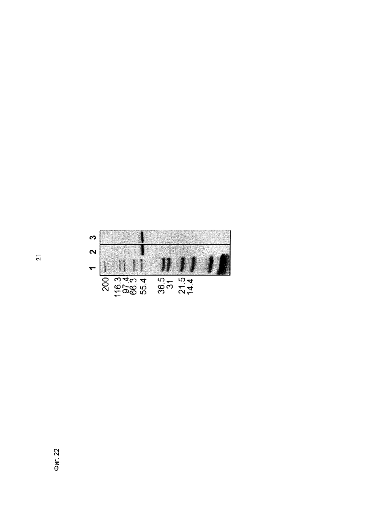 Антитела, не содержащие fc-фрагмента, включающие два fab-фрагмента, и способы их применения (патент 2617970)