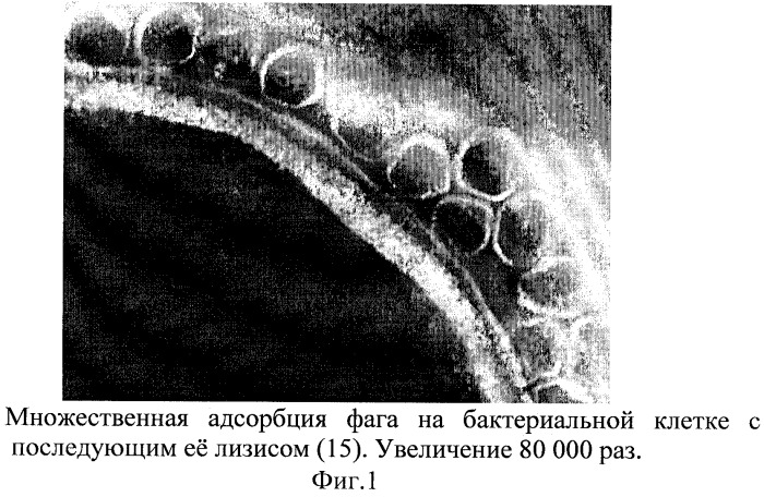 Способ трансдукции bacillus anthracis и близкородственных бацилл (патент 2287579)