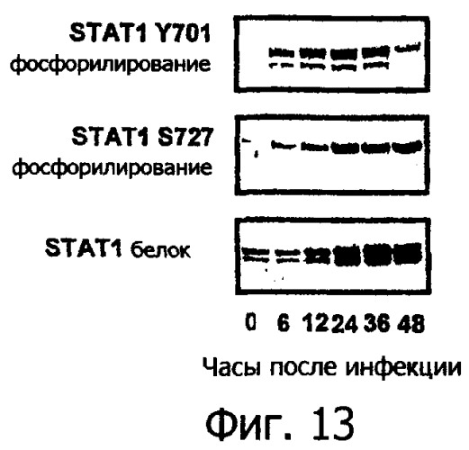 Применение комбинации вируса миксомы и рапамицина для терапевтического лечения (патент 2461630)