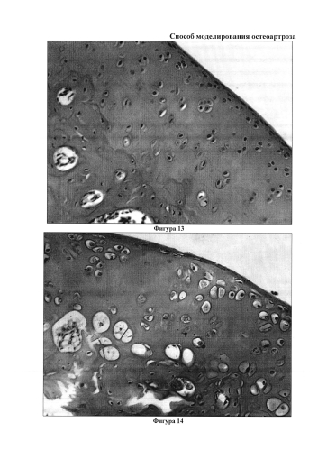 Способ моделирования остеоартроза (патент 2587039)