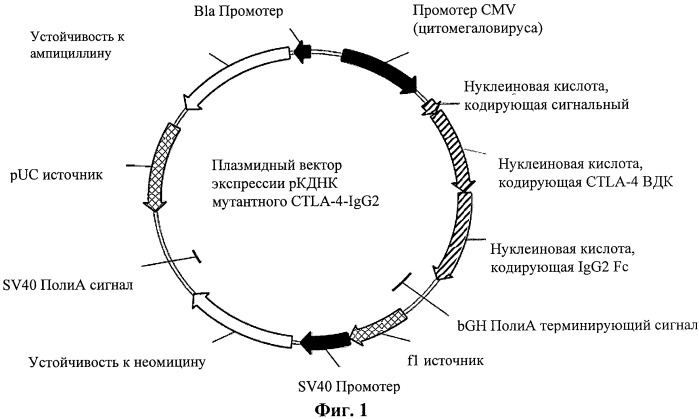 Иммуносупрессорные полипептиды и нуклеиновые кислоты (патент 2506275)